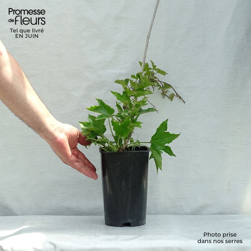 Parthenocissus tricuspidata Minutifolia- Boston Ivy 2L/3L pot sample as delivered in summer