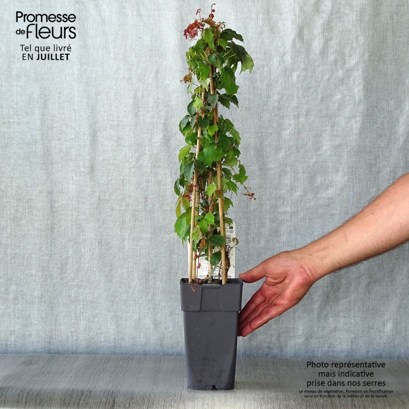 Parthenocissus tricuspidata Veitchii - Boston Ivy 2L/3L pot sample as delivered in summer
