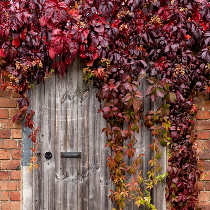 Parthenocissus viteacea (Plant habit)