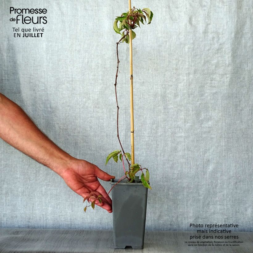 Parthenocissus henryana 2L/3L pot sample as delivered in summer
