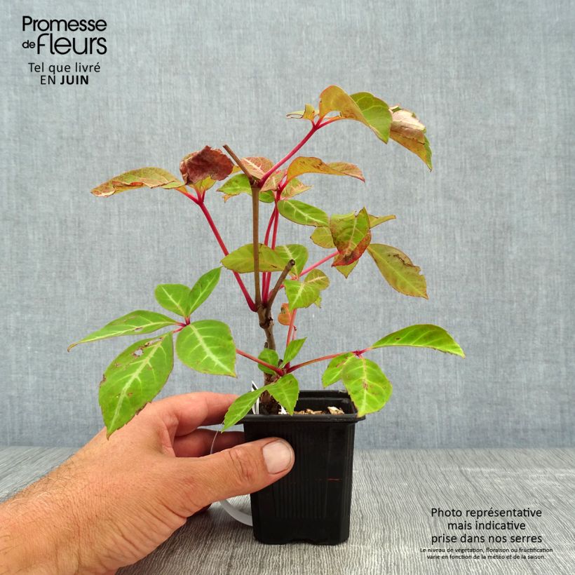 Parthenocissus henryana 8/9 cm pot sample as delivered in summer