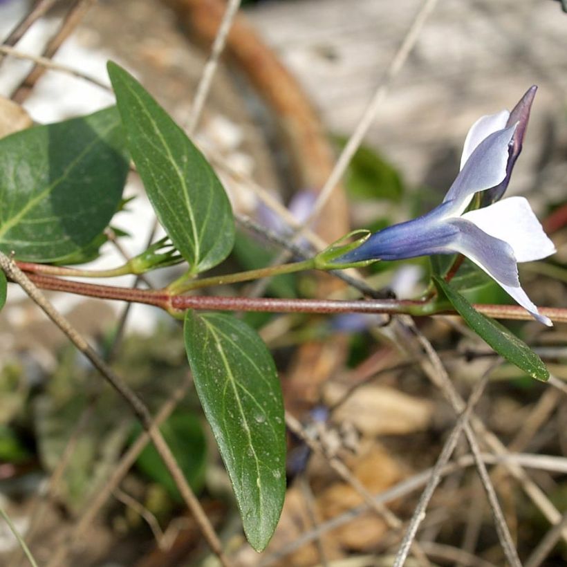 Vinca difformis (Foliage)