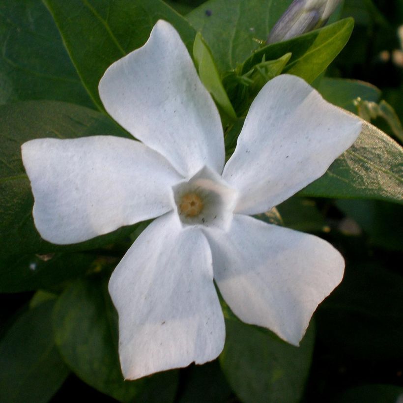 Vinca difformis (Flowering)