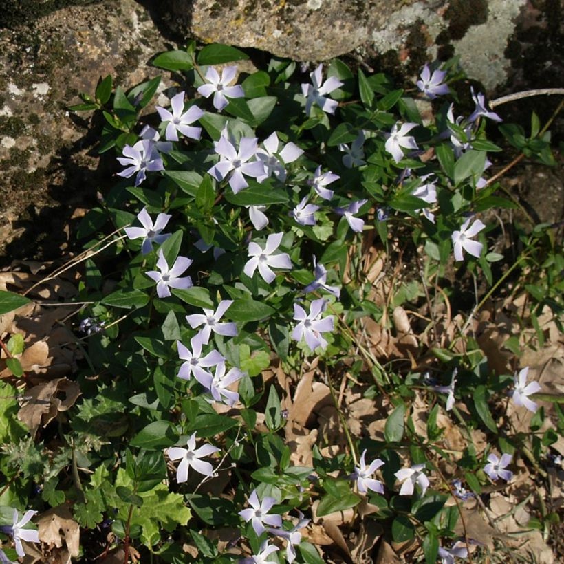 Vinca difformis (Plant habit)