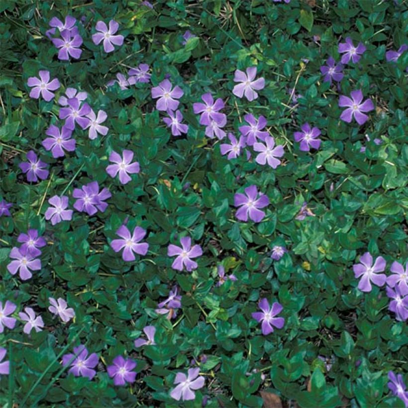 Vinca major  (Plant habit)