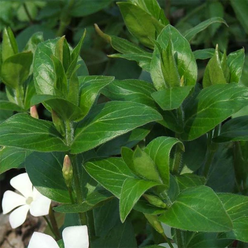 Vinca major Alba (Foliage)