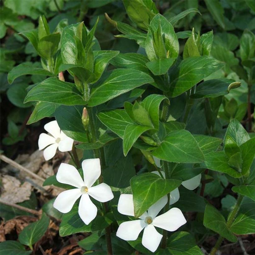 Vinca major Alba (Flowering)