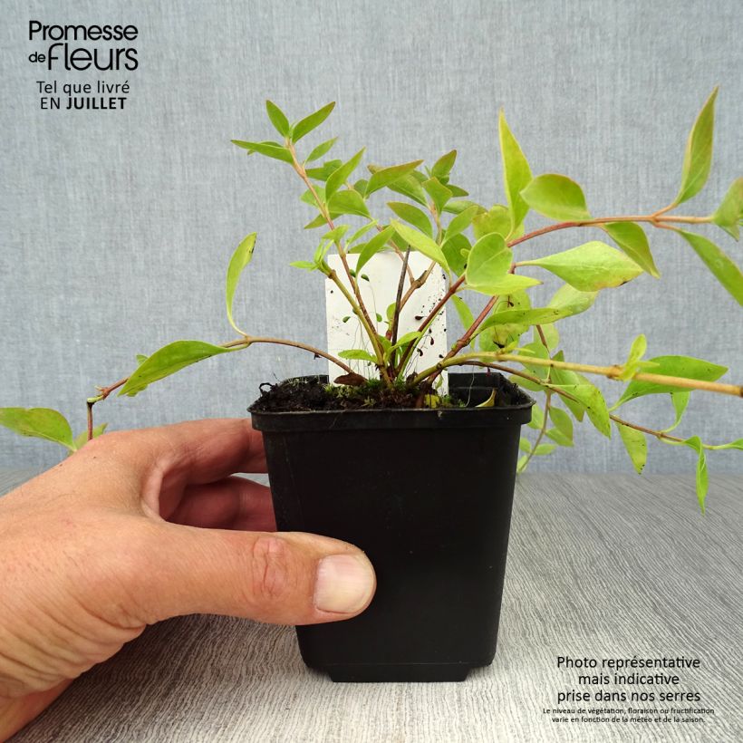 Vinca major Alba 8/9 cm pot sample as delivered in summer