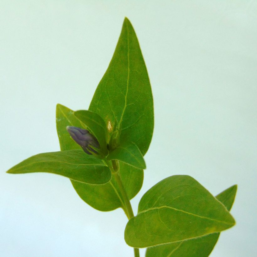 Vinca major  (Foliage)