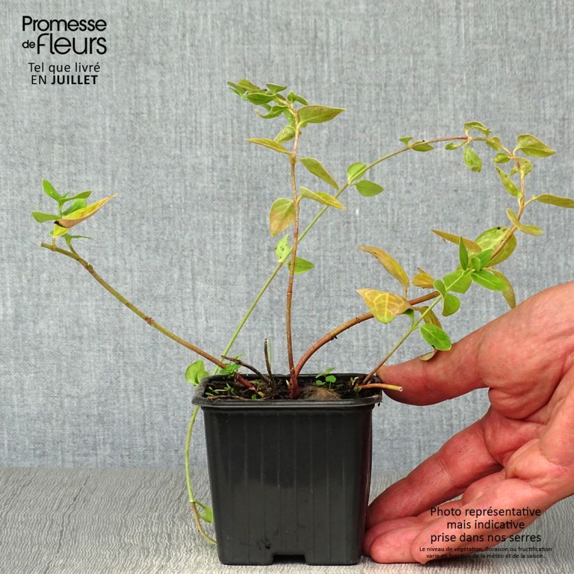 Vinca major  7/8 cm pot sample as delivered in summer