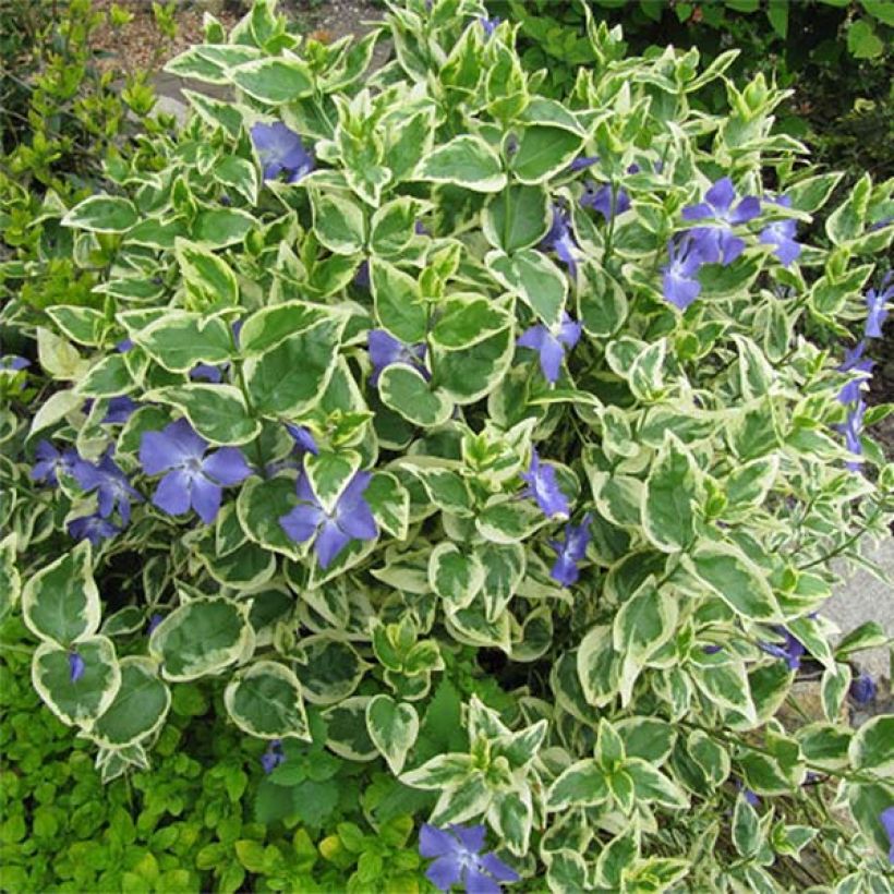 Vinca major Variegata (Plant habit)