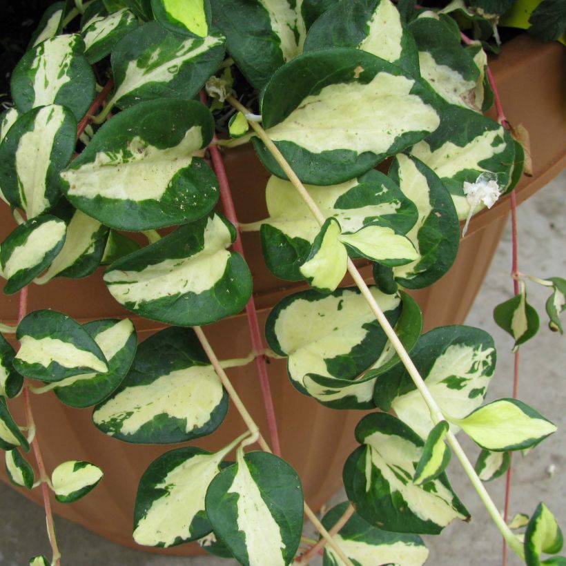 Vinca major Wojo's Gem (Foliage)