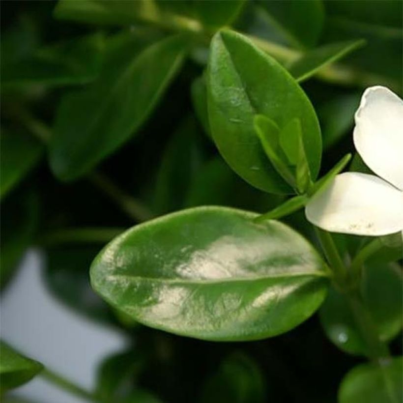 Vinca minor Alba (Foliage)