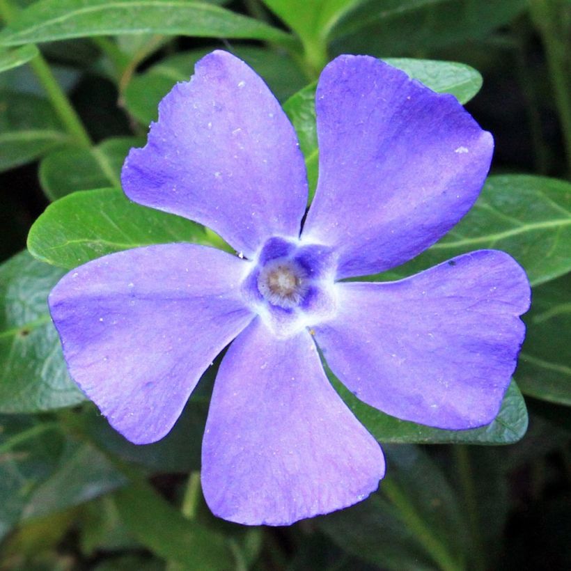 Vinca minor Anna (Flowering)