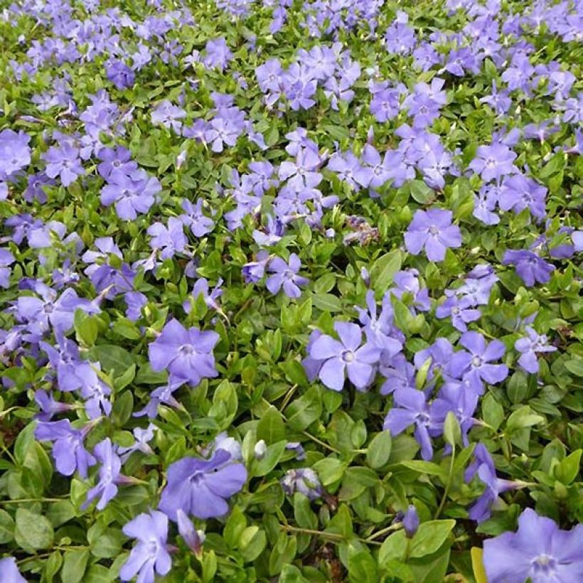 Vinca minor Anna (Plant habit)