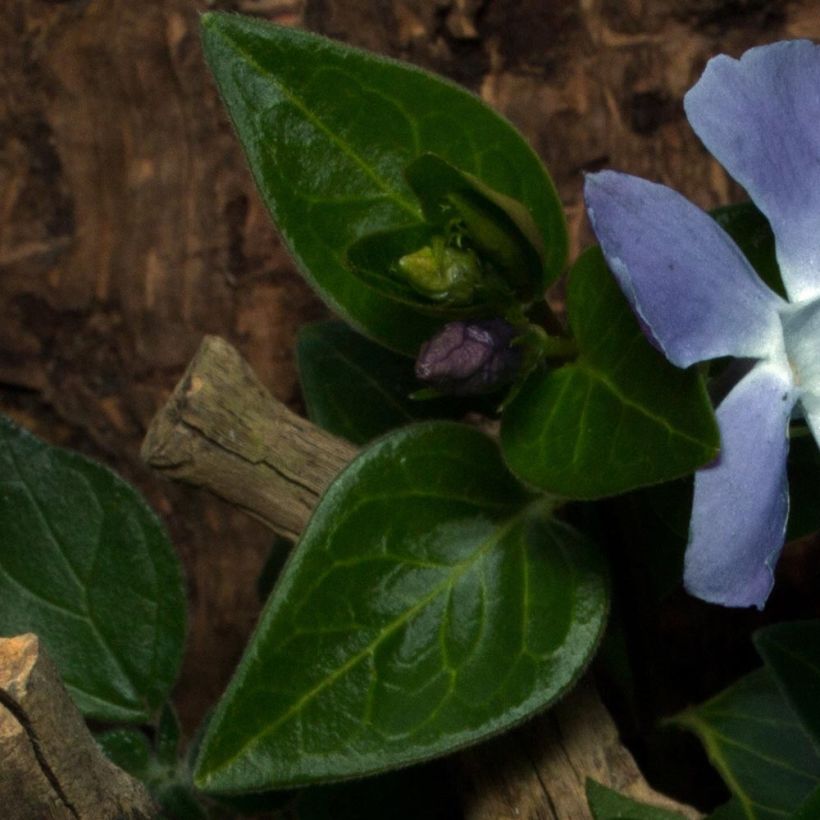 Vinca minor Anna (Foliage)