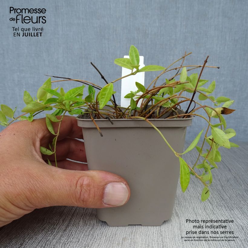Vinca minor Anna 8/9 cm pot sample as delivered in summer