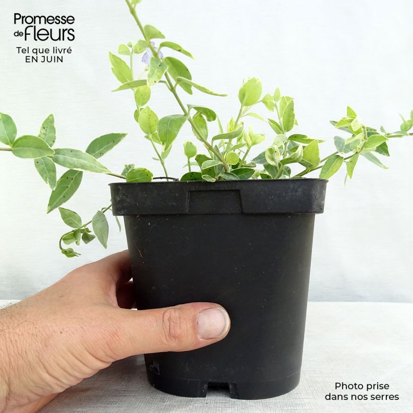 Vinca minor Argenteovariegata 2L/3L pot sample as delivered in summer