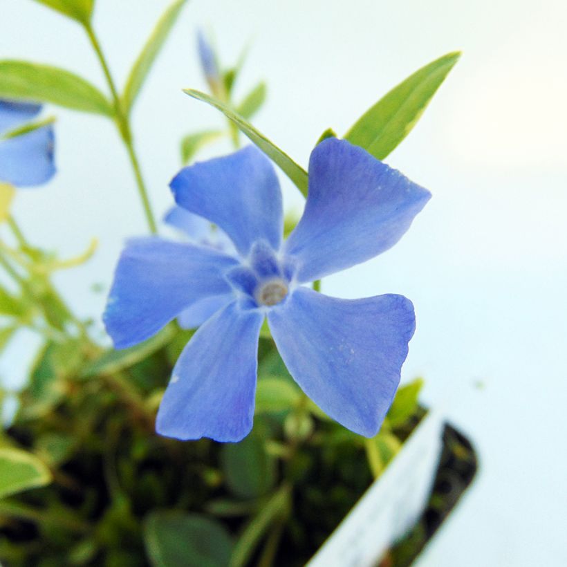 Vinca minor Argenteovariegata (Foliage)