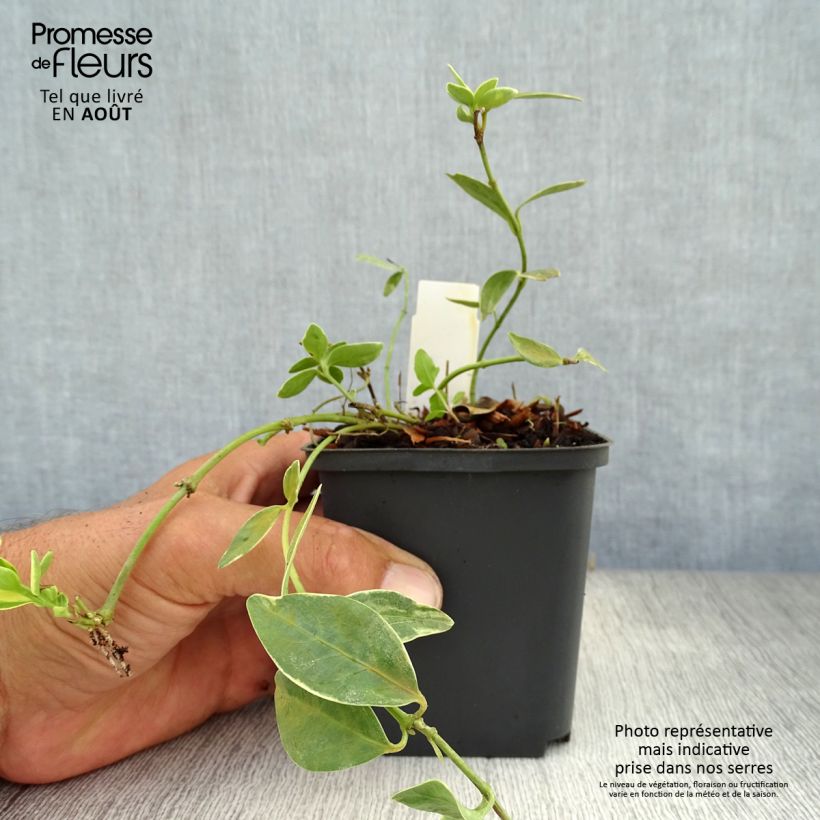 Vinca minor Argenteovariegata 8/9 cm pot sample as delivered in summer