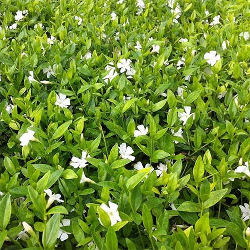 Vinca minor Elisa (Foliage)