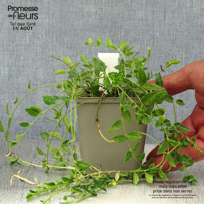 Vinca minor Elisa 8/9 cm pot sample as delivered in summer