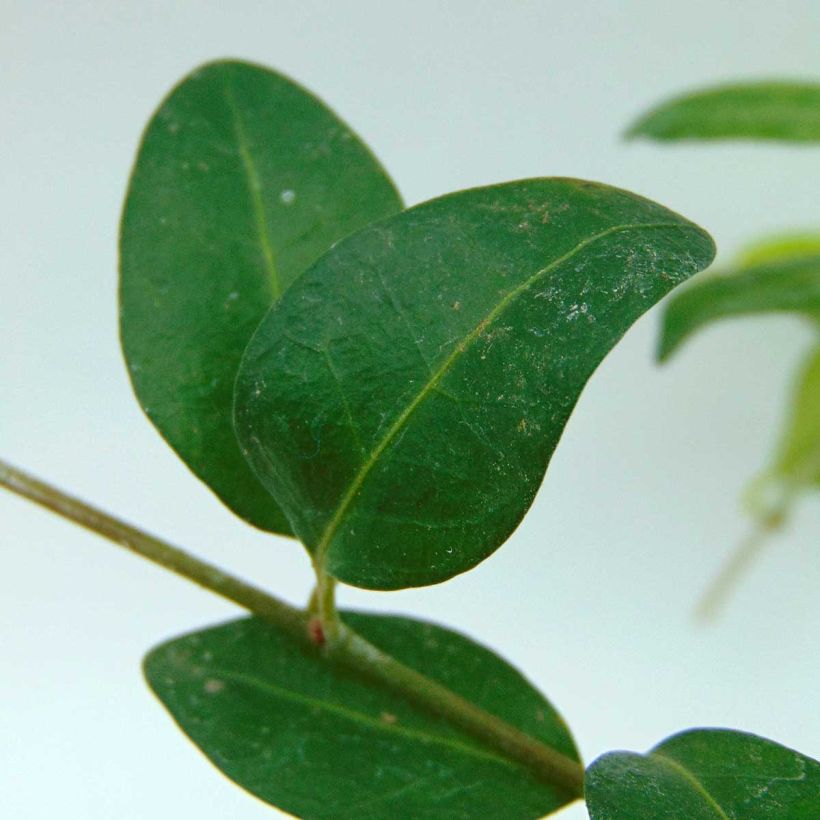 Vinca minor Flower Power (Foliage)