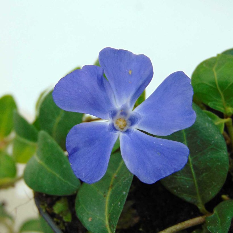 Vinca minor Flower Power (Flowering)