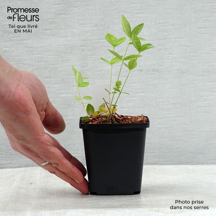 Vinca minor Flower Power - Petite pervenche Godet de 9cm sample as delivered in spring