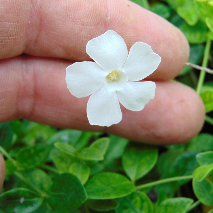 Vinca minor Gertrude Jekyll (Flowering)