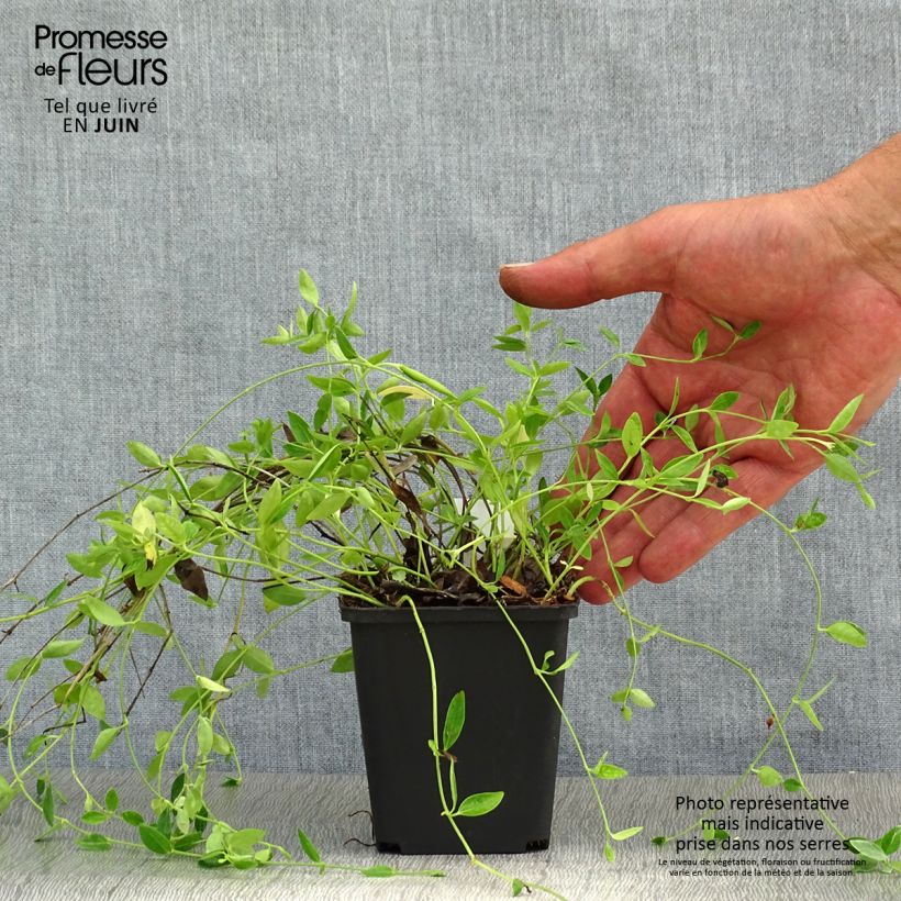 Vinca minor Gertrude Jekyll 8/9 cm pot sample as delivered in summer