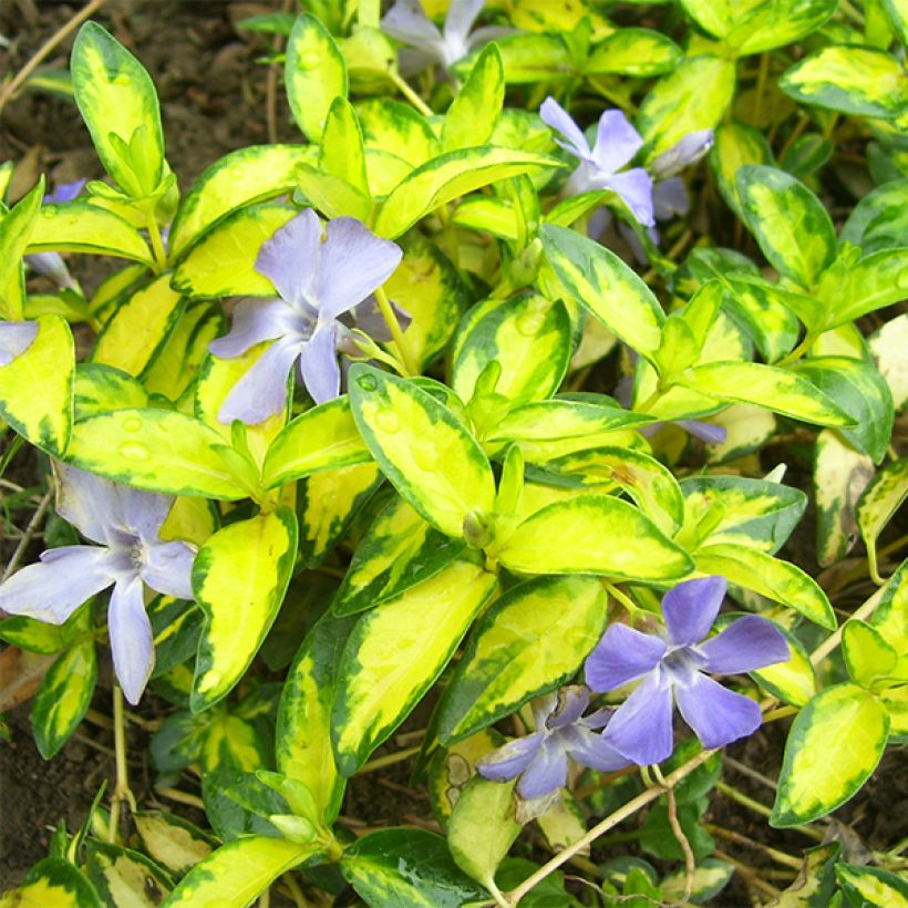 Vinca minor Illumination (Foliage)