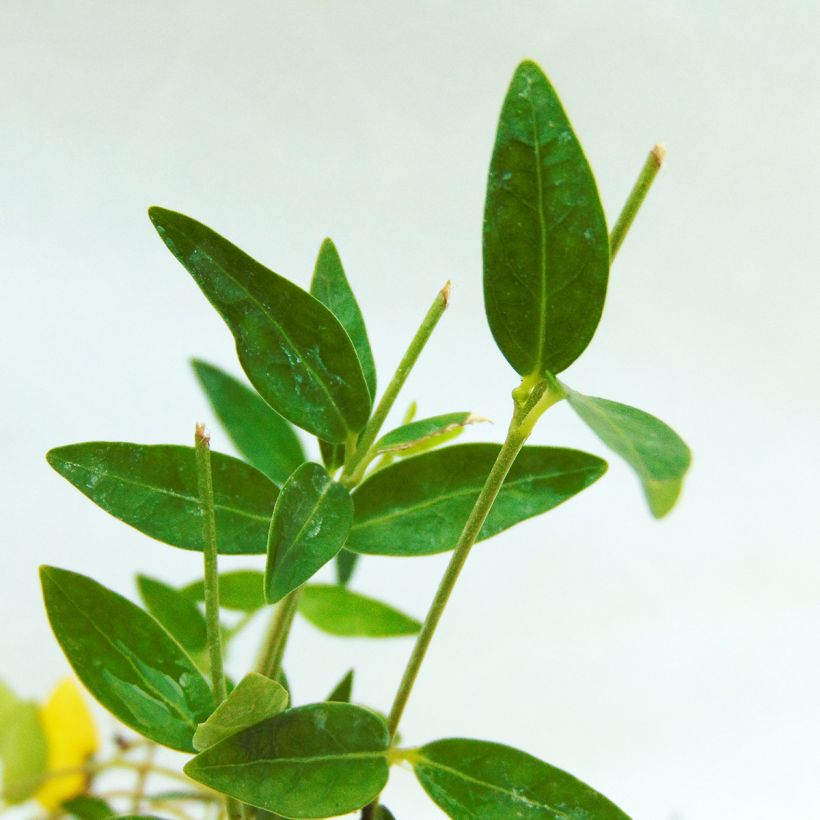 Vinca minor Josefine (Foliage)