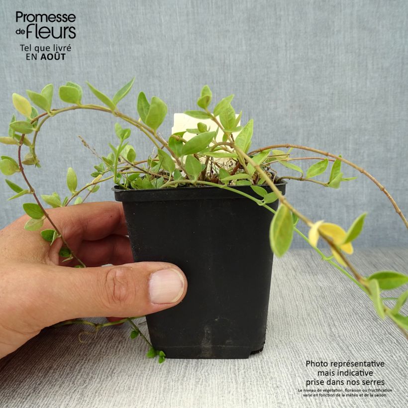 Vinca minor Marie 8/9 cm pot sample as delivered in summer