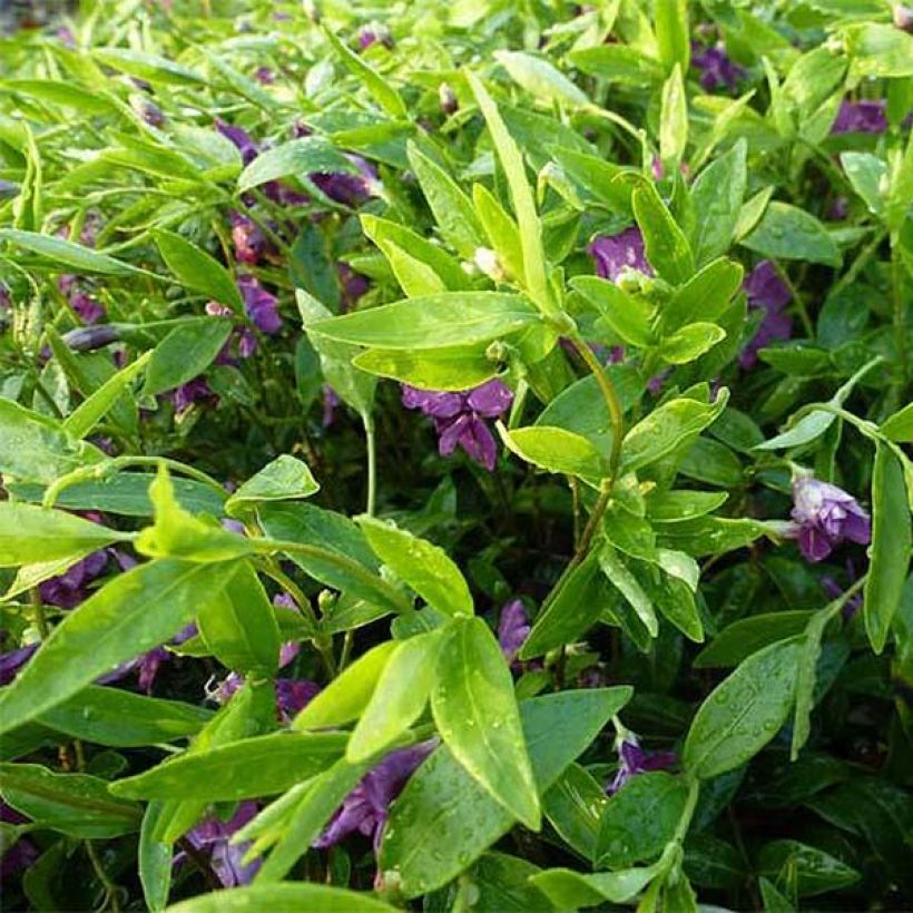 Vinca minor Multiplex (Foliage)