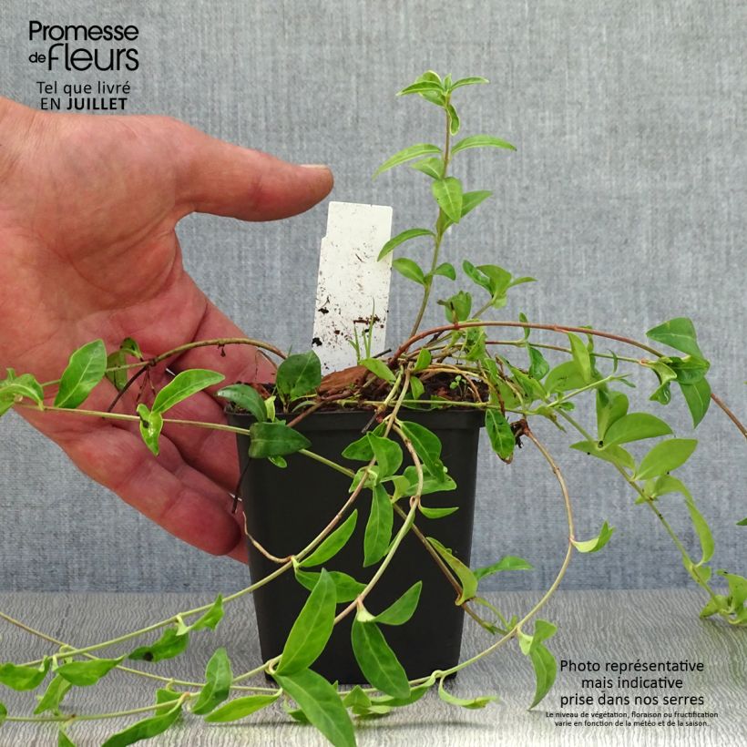 Vinca minor Multiplex - Petite pervenche semi-double Godet de 8/9 cm sample as delivered in summer