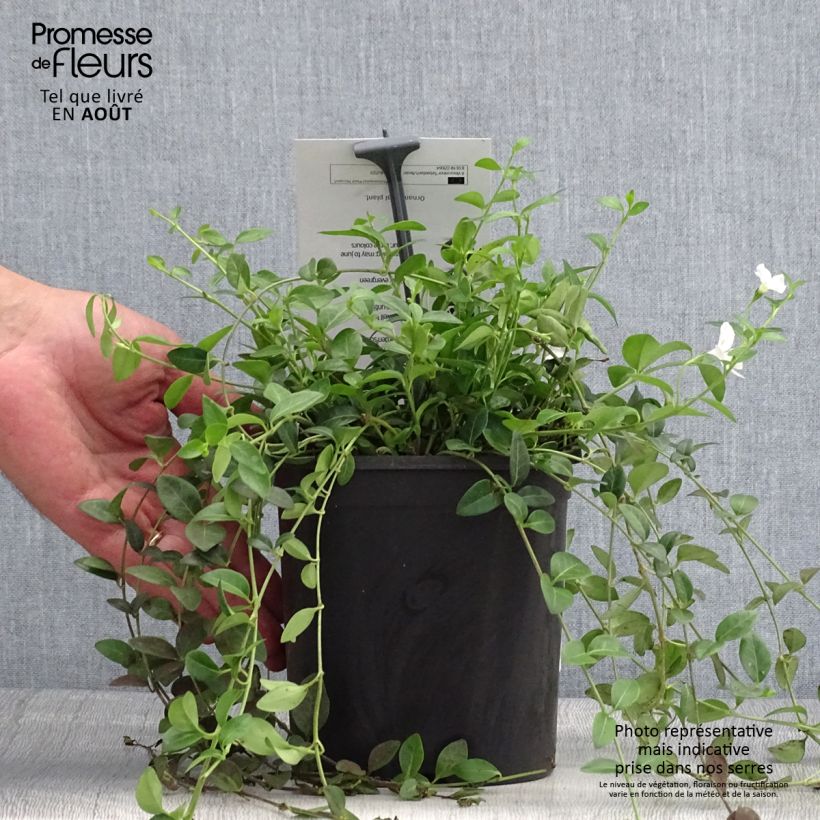 Vinca minor Sebastian's Beste 2L/3L pot sample as delivered in summer