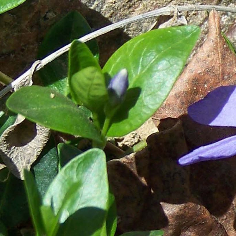 Vinca minor (Foliage)