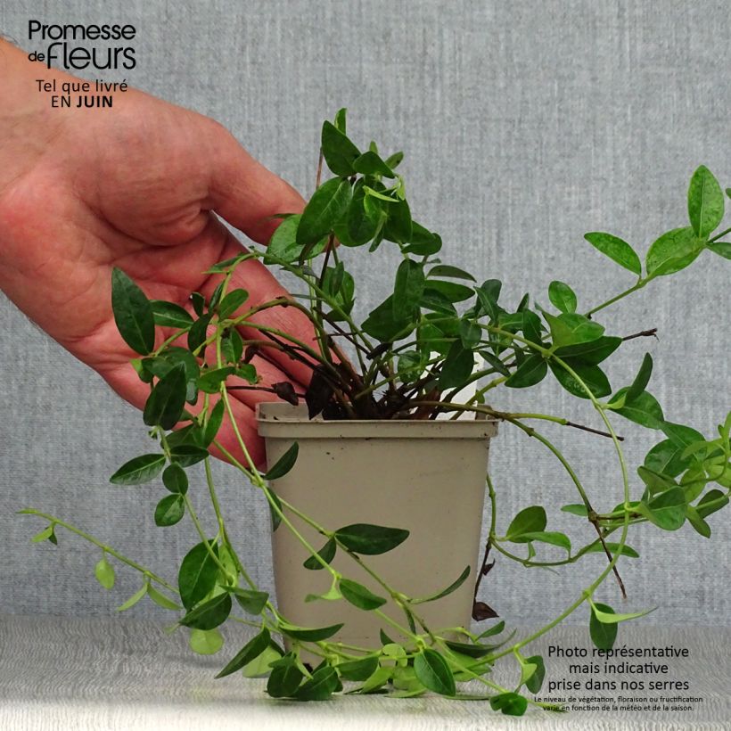 Vinca minor White Power 8/9 cm pot sample as delivered in summer