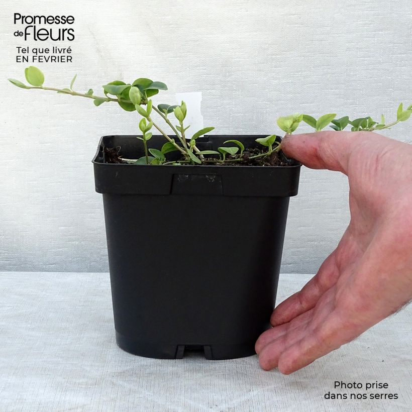 Vinca minor White Power 2L/3L pot sample as delivered in winter