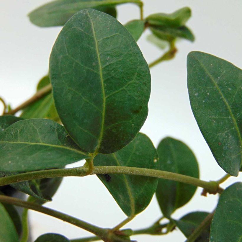 Vinca minor White Power (Foliage)