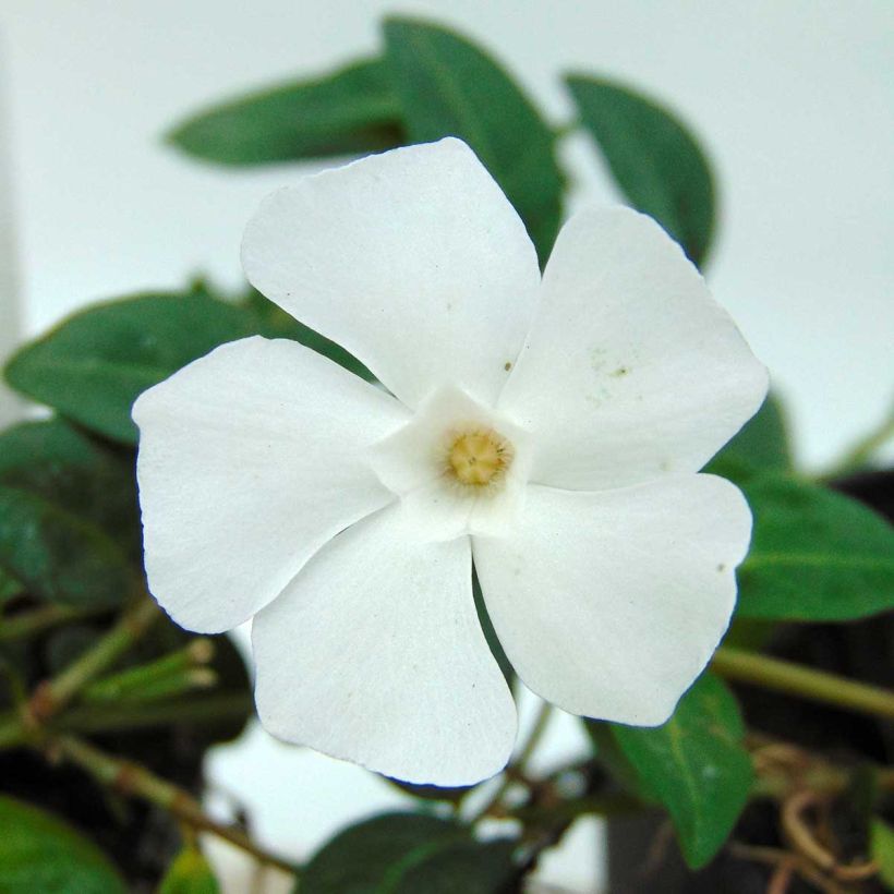 Vinca minor White Power (Flowering)