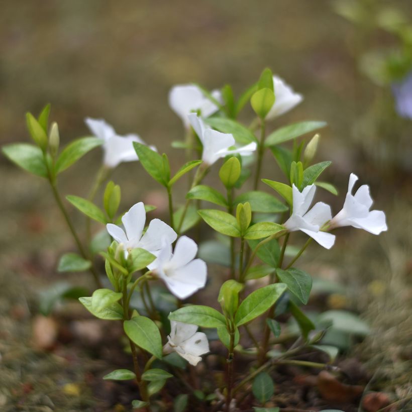 Vinca minor Alba (Plant habit)