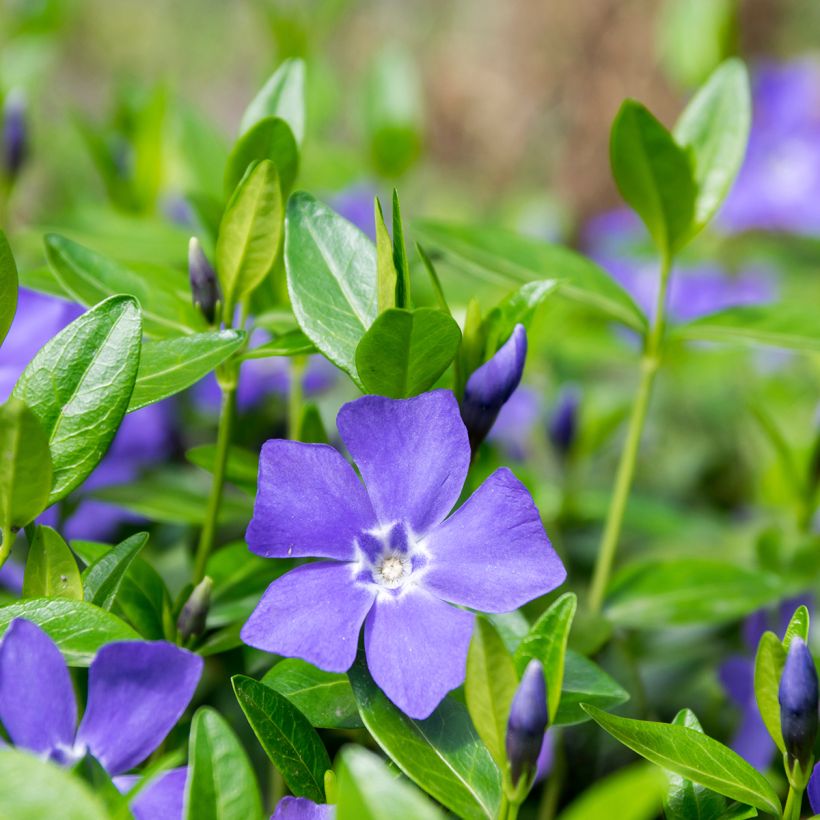 Vinca minor (Flowering)