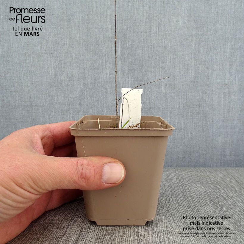 Vincetoxicum hirundinaria  8/9 cm pot sample as delivered in winter
