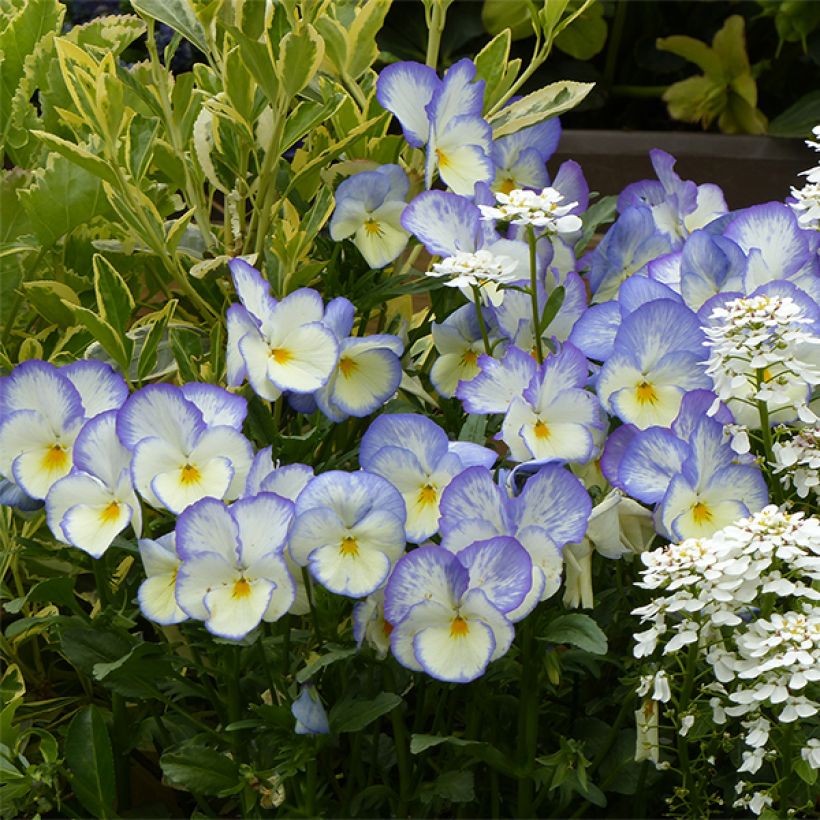 Viola hybrida Blue Moon - Pansy (Flowering)