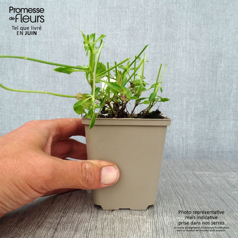 Viola cornuta Columbine 8/9 cm pot sample as delivered in summer