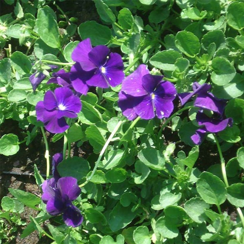 Viola cornuta Martin (Flowering)