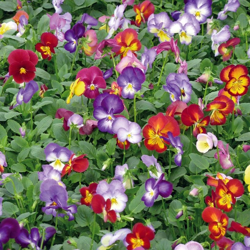 Viola wittrockiana Ultima Radiance F1 Mix- Swiss Garden Pansy (Plant habit)