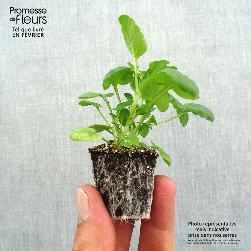 Viola cornuta Butterfly Orange and Purple Plug plants 3.8 x 3.2cm - Tray of 16 sample as delivered in autumn
